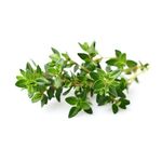 Click and Grow - Smart Garden Refill 3-pack - Thyme (SG-008) / Home and Kitchen Decor Home & Kitchen