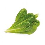 Click and Grow -  Smart Garden Refill 3-pack - Romaine Lettuce (SGR50X3) / Home and Kitchen Decor Home & Kitchen