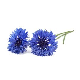 Click and Grow - Smart Garden Refill 3-pack Cornflower / Home and Kitchen Indoor Garden Home & Kitchen