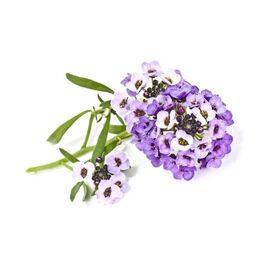 Click and Grow - Smart Garden Refill 3-pack Sweet Alyssum / Home and Kitchen Indoor Garden Home & Kitchen