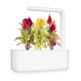 Click and Grow - Smart Garden Refill 3-pack Cockscomb / Home and Kitchen Indoor Garden Home & Kitchen