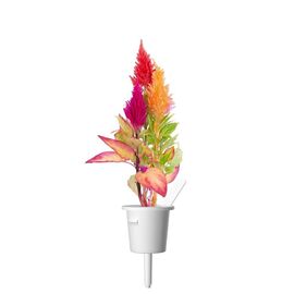 Click and Grow - Smart Garden Refill 3-pack Cockscomb / Home and Kitchen Indoor Garden Home & Kitchen
