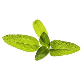 Click and Grow - Smart Garden Refill 3-pack Garden Sage / Home and Kitchen Indoor Garden Home & Kitchen