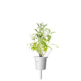 Click and Grow - Smart Garden Refill 3-pack Garden Sage / Home and Kitchen Indoor Garden Home & Kitchen