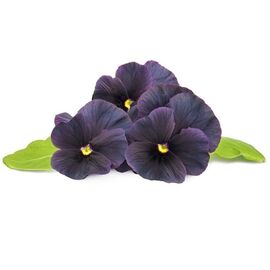 Click and Grow - Smart Garden Refill 3-pack Black Pansy / Home and Kitchen Indoor Garden Home & Kitchen