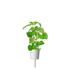 Click and Grow - Smart Garden Refill 3-pack - Catnip (SGR29X3) / Home and Kitchen Indoor Garden Home & Kitchen