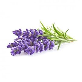 Click and Grow - Smart Garden Refill 3-pack - Lavender (SGR30X3) / Home and Kitchen Indoor Garden Home & Kitchen