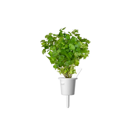 Click and Grow - Smart Garden Refill 3-pack Plain Parsley / Home and Kitchen Indoor Garden Home & Kitchen