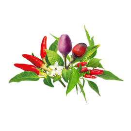Click and Grow - Smart Garden Refill 9-pack Chili Pepper Mix / Home and Kitchen Indoor Garden Home & Kitchen