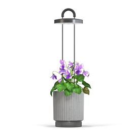 Click and Grow - HydroVase - Grey / Home and Kitchen Indoor Garden Home & Kitchen