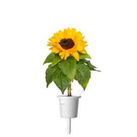 Click and Grow - Smart Garden Refill 3-pack - Mini sunflower, 100% pollen-free and easy to grow - Mini - Yellow / Home and Kitchen Uncategorized (Home & Kitchen) Home & Kitchen