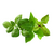 Click and Grow - Smart Garden Refill 9-pack Basil Variety Mix / Home and Kitchen Indoor Garden Home & Kitchen
