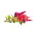 Click and Grow - Smart Garden Refill 3-pack Cockscomb / Home and Kitchen Indoor Garden Home & Kitchen