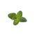 Click and Grow - Smart Garden Refill 3-pack - Apple Mint (SGR79X3) / Home and Kitchen Indoor Garden Home & Kitchen