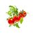 Click and Grow - Smart Garden Refill 3-pack - Mini Tomato (SGR5X3) / Home and Kitchen Uncategorized (Home & Kitchen) Home & Kitchen
