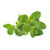 Click and Grow - Smart Garden Refill 3-pack Oregano / Home and Kitchen Uncategorized (Home & Kitchen) Home & Kitchen
