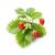 Click and Grow - Smart Garden Refill 3-pack - Wild Strawberry (SG-005) / Home and Kitchen Decor Home & Kitchen