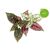 Click and Grow - Smart Garden Refill 3-pack - Polka Dot Plant (SGR48X3) / Home and Kitchen Διακόσμηση Σπίτι & Κουζίνα