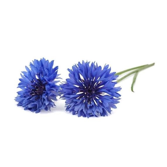 Click and Grow - Smart Garden Refill 3-pack Cornflower / Home and Kitchen Indoor Garden Home & Kitchen