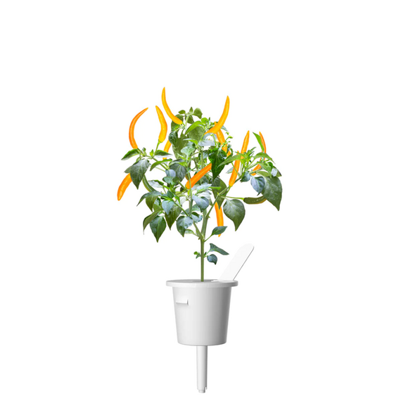 Click and Grow -- Smart Garden Refill 3-pack Yellow Chili Pepper / Home and Kitchen Indoor Garden Home & Kitchen
