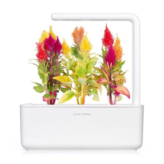 Click and Grow - Smart Garden Refill 3-pack Cockscomb / Home and Kitchen Indoor Garden Home & Kitchen