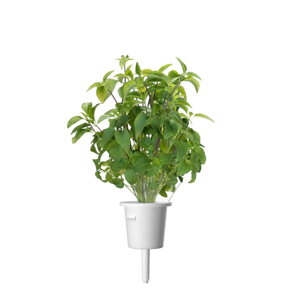 Click and Grow - Smart Garden Refill 3-pack Thai Basil / Home and Kitchen Indoor Garden Home & Kitchen