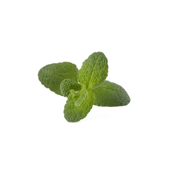 Click and Grow - Smart Garden Refill 3-pack - Apple Mint (SGR79X3) / Home and Kitchen Indoor Garden Home & Kitchen
