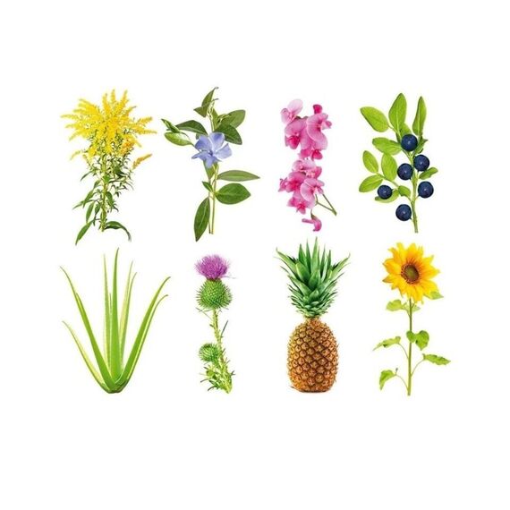 Click and Grow - Smart Garden Refill 3-pack - Experimental (SGR0X3) / Home and Kitchen Uncategorized (Home & Kitchen) Home & Kitchen