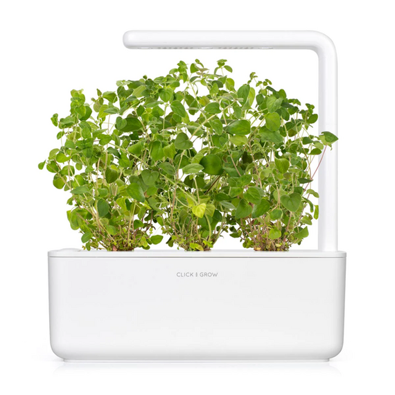 Click and Grow - Smart Garden Refill 3-pack Oregano / Home and Kitchen Uncategorized (Home & Kitchen) Home & Kitchen