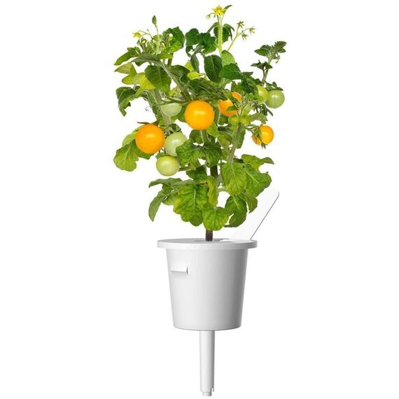 Click and Grow - Smart Garden Refill 3-pack Yellow Tomato / Home and Kitchen Uncategorized (Home & Kitchen) Home & Kitchen