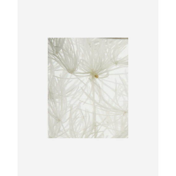 Meraki - Diffuser - Lilac Muse - 240 ml / Home and Kitchen Αταξινόμητα (Σπίτι & Κουζίνα) Σπίτι & Κουζίνα