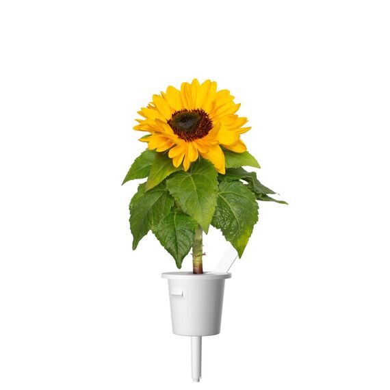 Click and Grow - Smart Garden Refill 3-pack - Mini sunflower, 100% pollen-free and easy to grow - Mini - Yellow / Home and Kitchen Uncategorized (Home & Kitchen) Home & Kitchen