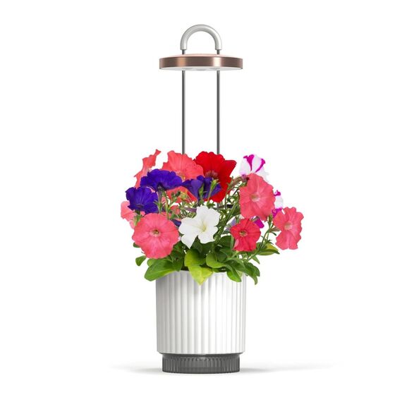 Click and Grow - HydroVase - White / Home and Kitchen Αταξινόμητα (Σπίτι & Κουζίνα) Σπίτι & Κουζίνα