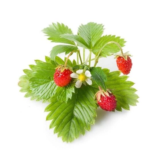 Click and Grow - Smart Garden Refill 3-pack - Wild Strawberry (SG-005) / Home and Kitchen Decor Home & Kitchen