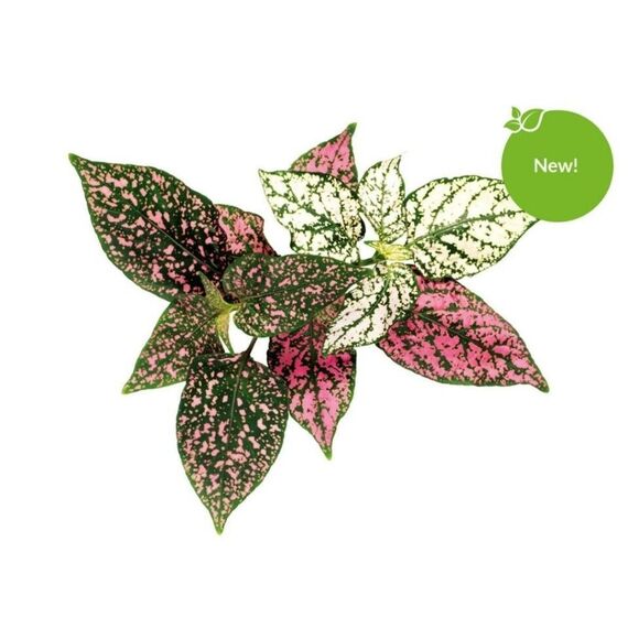 Click and Grow - Smart Garden Refill 3-pack - Polka Dot Plant (SGR48X3) / Home and Kitchen Διακόσμηση Σπίτι & Κουζίνα