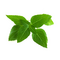 Click and Grow - Smart Garden Refill 3-pack Thai Basil / Home and Kitchen Indoor Garden Home & Kitchen