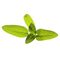 Click and Grow - Smart Garden Refill 3-pack Garden Sage / Home and Kitchen Indoor Garden Home & Kitchen