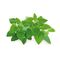 Click and Grow - Smart Garden Refill 3-pack - Catnip (SGR29X3) / Home and Kitchen Indoor Garden Home & Kitchen