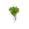 Click and Grow - Smart Garden Refill 3-pack Plain Parsley / Home and Kitchen Indoor Garden Home & Kitchen