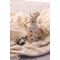 Vanilla Copenhagen - Drinking Bottle - Ladybug - 350 ml (THBO4025) / Home and Kitchen Kitchen Home & Kitchen
