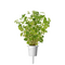 Click and Grow - Smart Garden Refill 3-pack Oregano / Home and Kitchen Uncategorized (Home & Kitchen) Home & Kitchen
