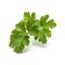 Click and Grow - Smart Garden Refill 3-pack - Parsley (SGR13X3) / Home and Kitchen Αταξινόμητα (Σπίτι & Κουζίνα) Σπίτι & Κουζίνα