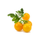 Click and Grow - Smart Garden Refill 3-pack Yellow Tomato / Home and Kitchen Uncategorized (Home & Kitchen) Home & Kitchen