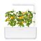 Click and Grow - Smart Garden Refill 3-pack Yellow Tomato / Home and Kitchen Uncategorized (Home & Kitchen) Home & Kitchen