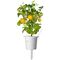 Click and Grow - Smart Garden Refill 3-pack Yellow Tomato / Home and Kitchen Uncategorized (Home & Kitchen) Home & Kitchen