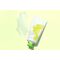 HoliFrog - Kissimmee Vitamin F Therapy Balmy Wash 74 ml / Beauty Αταξινόμητα (Ομορφιά)