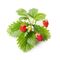 Click and Grow - Smart Garden Refill 3-pack - Wild Strawberry (SG-005) / Home and Kitchen Decor Home & Kitchen
