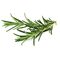 Click and Grow - Smart Garden Refill 3-pack - Rosemary (SGR51X3) / Home and Kitchen Διακόσμηση Σπίτι & Κουζίνα