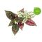 Click and Grow - Smart Garden Refill 3-pack - Polka Dot Plant (SGR48X3) / Home and Kitchen Διακόσμηση Σπίτι & Κουζίνα