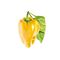 Click and Grow -  Smart Garden Refill 3-pack - Yellow Sweet Peppers (SGR53X3) / Home and Kitchen Indoor Garden Home & Kitchen